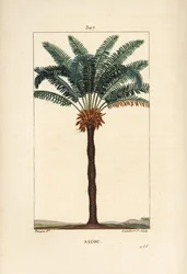 Gran rama o gran cícada - Reina del sagú, Cycas circinalis, mostrando hoja, semilla y tronco. Palma en peligro de extinción. Grabado en cobre a mano coloreado por Lambert Junior a partir de un dibujo de Pierre Jean-François Turpin del libro “La Flora” de C