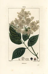 Sambucus nigra. Grabado en cobre a mano coloreado por Lambert Junior de un dibujo de Pierre Jean-Francois Turpin