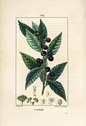 Laurel, Laurus nobilis, con hoja, baya y semilla. Grabado en cobre a puntos coloreado a mano por Lambert Junior de un dibujo de Pierre Jean-Francois Turpin de Chaumeton, Poiret y Chamberet
