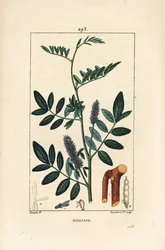 Regaliz - Glycyrrhiza glabra, con flor, hoja, corteza, rama leñosa y semilla