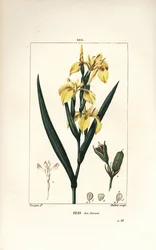 Lirio de pantano o Lirio amarillo de agua - Lirio amarillo, Iris palustris lutea, flor, hoja y vaina de semilla. Ilustración de La Flore Medicale