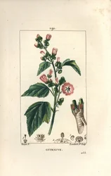 Malvavisco, Malvavisco silvestre o Malva blanca - Malvavisco, Althaea officinalis. Grabado en cobre a puntos coloreado a mano por Lambert Junior de un dibujo de Pierre Jean-Francois Turpin de Chaumeton, Poiret y Chamberet