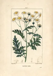 Matricaria - Matricaria vulgaris. Grabado en cobre a puntos coloreado a mano por Lambert Junior de un dibujo de Pierre Jean-Francois Turpin de Chaumeton, Poiret y Chamberet