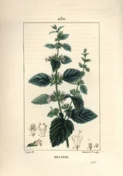 Melisa de jardín o melisa cultivada - Bálsamo común, Melissa hydrtensis. Grabado en cobre a puntos coloreado a mano por Lambert Junior de un dibujo de Pierre Jean-Francois Turpin de Chaumeton, Poiret y Chamberet