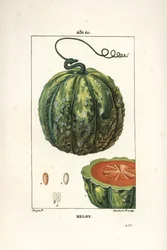 Melón, fruta - Melón, Cucumis melo, con fruta en sección. Grabado en cobre a mano coloreado por Lambert Junior de un dibujo de Pierre Jean-Francois Turpin de 