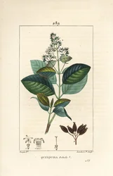 Michurago o fruta de mono, Ladenbergia macrocarpa