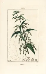 Ortiga - Ortiga común, Urtica dioica, con flor, semilla, tallo y contorno de hoja. Ilustración de La Flore Medicale