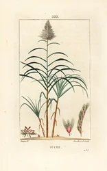 Caña noble - Caña de azúcar