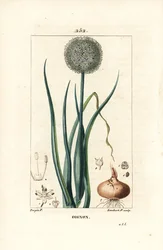 Cebolla - Cebolla, Allium cepa, con flor, hoja, bulbo y raíces. Grabado en cobre a puntos coloreado a mano por Lambert Junior de un dibujo de Pierre Jean-Francois Turpin de Chaumeton, Poiret y Chamberet
