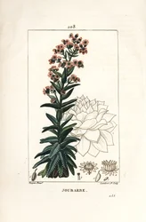 Orpin - Siempreviva común, Sedum majus. Grabado en cobre a puntos coloreado a mano por Lambert Junior de un dibujo de Pierre Jean-Francois Turpin de Chaumeton, Poiret y Chamberet