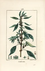 Parietaria officinalis (o Perce wallaille, Casse pierre, Espargoule, Gamberoussette) - Parietaria officinalis, con tallo, hoja, flor y semilla. Grabado en cobre a mano coloreado por Lambert Junior de un dibujo de Pierre Jean-Francois Turpin