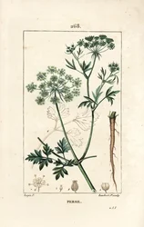 Perejil - Perejil de jardín, Petroselinum crispum, con flor, hoja, tallo, raíz y semilla. Grabado en cobre a puntos coloreado a mano por Lambert Junior de un dibujo de Pierre Jean-Francois Turpin de 