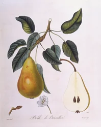 Pera "Belle de Bruxelles", Henry Louis Duhamel du Monceau, placa botánica por Pierre Jean Francois Turpin