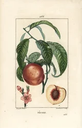 Melocotonero - Melocotonero, Amygdalus persica, con flor, hoja, tallo, fruto maduro y fruto en sección con semilla. Grabado en cobre a mano coloreado por Lambert Junior de un dibujo de Pierre Jean-Francois Turpin de "La Flore Medicale," Paris, Panckoucke