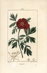Peonía europea, Paeonia officinalis, con flor, hoja y contorno de partes de la flor. Grabado en cobre a mano a color por Lambert Junior de un dibujo de Pierre Jean-Francois Turpin de Chaumeton, Poiret y Chamberet