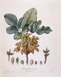 Pistacho (Pistacia vera), placa botánica de Pierre Jean Francois Turpin