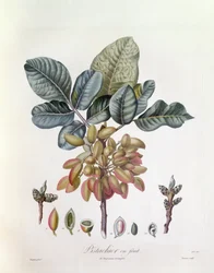 Pistacho (Pistacia vera), Henry Louis Duhamel du Monceau, lámina botánica por Pierre Jean Francois Turpin