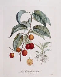 Ciruela "La Galifsonniere", placa botánica por Pierre Jean Francois Turpin