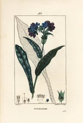 Pulmonaria officinalis - Pulmonaria officinalis, con flor, hoja, tallo y hoja en contorno. Grabado en cobre a mano coloreado por Lambert Junior de un dibujo de Pierre Jean-Francois Turpin de 