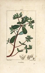 Verdolaga, Porcelana, Porculaca oleracea, con hoja, tallo y flor. Grabado en cobre a mano coloreado por Lambert Junior a partir de un dibujo de Pierre Jean-Francois Turpin del libro de Chaumeton, Poiret y Chamberet "La Flore Medicale"