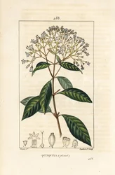 Quinquina - Árbol de la quinina o corteza peruana, Cinchona officinalis, con flor, rama, hoja y semilla. Grabado en cobre a mano coloreado por Lambert Junior de un dibujo de Pierre Jean-Francois Turpin de 