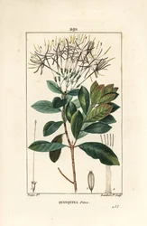 Quinquina piton - Exostema sanctae-luciae (sin. Cinchona floribunda), con flor, hoja, tallo y semilla. Grabado en cobre a mano coloreado por Lambert Junior de un dibujo de Pierre Jean-Francois Turpin de “La Flore Médicale” de Chaumeton, Poiret y Chamberet
