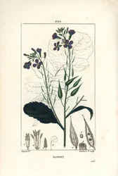 Rábano - Raphanus sativus, con flor, hoja, semilla y contorno de hoja