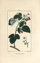 Frambuesa - Frambuesa, Rubus idaeus, mostrando flores, hojas, espinas y fruto maduro. Ilustración de La Flore Medicale