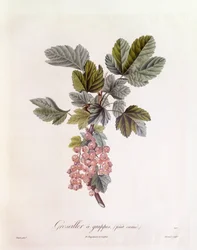 Grosella roja (Ribes rubrum), Henry Louis Duhamel du Monceau, placa botánica por Pierre Jean Francois Turpin