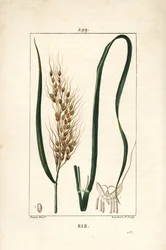 Arroz, Oryza sativa