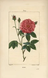 Rosa de Francia o Rosa de Provins - Rosa gallica, con capullo, flor, hoja y tallo espinoso