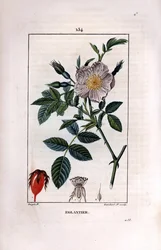Rama de escaramujo con baya y rosa
