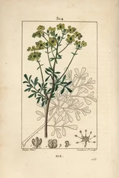 Ruta graveolens, mostrando flor, hoja, tallo y semilla. Grabado en cobre a mano coloreado por Lambert Junior de un dibujo de Pierre Jean-Francois Turpin