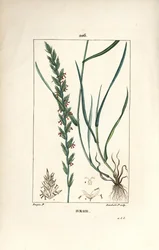Hierba de centeno, Gramen loliaceum. Grabado en cobre a puntos coloreado a mano por Lambert Junior de un dibujo de Pierre Jean-Francois Turpin de 