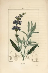 Salvia officinalis - Salvia común, con flor, hoja, tallo y semilla