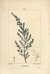 Ajenjo - Artemisia santonicum, con flor, hoja, rama y semilla
