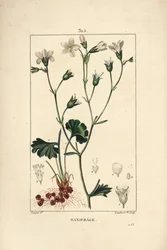 Saxífraga granulada - Saxífraga de pradera, Saxifraga granulata, con flor, hoja, tallo y raíz. Grabado en cobre a mano coloreado por Lambert Junior de un dibujo de Pierre Jean-Francois Turpin de “La Flore Médicale” de Chaumeton, Poiret y Chamberet