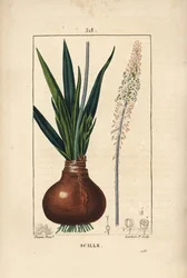 Escila marina, Drimia maritima, con bulbo, hoja, tallo y flor. Grabado en cobre a mano coloreado por Lambert Junior de un dibujo de Pierre Jean-Francois Turpin de Chaumeton, Poiret y Chamberet