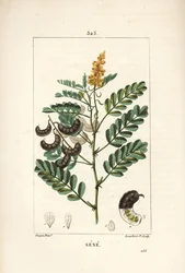 Sene - Sen de Alejandría, con flor, hoja, tallo y semilla