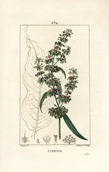 Acedera espinaca o paciencia de los monjes - Rumex patientia, con flor, tallo, hojas, semilla y contorno de hoja. Grabado en cobre a mano a color por Lambert Junior de un dibujo de Pierre Jean-Francois Turpin de Chaumeton, Poiret y
