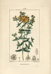 Hierba de San Juan - Hierba de San Juan perforada, Hypericum perforatum. Grabado en cobre a puntos coloreado a mano por Lambert Junior de un dibujo de Pierre Jean-Francois Turpin de Chaumeton, Poiret y Chamberet