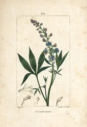 Staphisagria - Delphinium staphisagria, con flor, hoja, tallo y semilla. Grabado en cobre a mano coloreado por Lambert Junior de un dibujo de Pierre Jean-Francois Turpin de 
