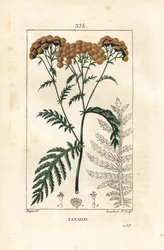 Tanaceto