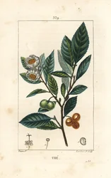 El té - Camellia sinensis, mostrando hoja, fruto y flor. Grabado en cobre a mano coloreado por Lambert Junior de un dibujo de Pierre Jean-Francois Turpin de “La Flore Médicale” de Chaumeton, Poiret y Chamberet