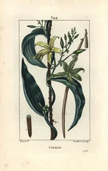 Vainilla - Orquídea de vainilla, Epidendron vanilla, con flor, hoja, vaina de semilla. Grabado en cobre a mano coloreado a partir de un dibujo de Pierre Jean-Francois Turpin del libro de Chaumeton, Poiret y Chamberet “La Flore Medicale”