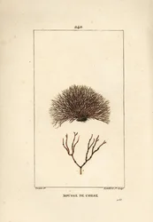 Variedad de fucus - Alga marina, Fucus helminthocorton. Grabado en cobre a mano coloreado por Lambert Junior de un dibujo de Pierre Jean-Francois Turpin de 