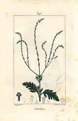 Verbena o Hierba Sagrada, Vena de Venus o Hierba de Bruja - Verbena officinalis. Grabado en cobre a mano coloreado por Lambert Junior de un dibujo de Pierre Jean-Francois Turpin de 