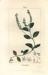 Verónica oficinal - Verónica masculina, Veronica officinalis. Grabado en cobre a mano coloreado a partir de un dibujo de Pierre Jean-Francois Turpin del libro de Chaumeton, Poiret y Chamberet “La Flore Medicale”