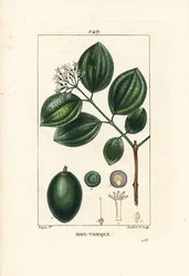 Vomiker - Árbol de estricnina o nuez venenosa, Strychnos nux-vomica, con fruto, semilla, hoja y flor. Grabado en cobre a puntos coloreado a mano por Lambert Junior de un dibujo de Pierre Jean-Francois Turpin de 