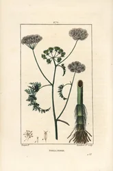 Cicuta de agua, Oenanthe aquatica, con flor, hoja, tallo y raíz. Grabado en cobre a mano coloreado por Lambert Junior de un dibujo de Pierre Jean-Francois Turpin de Chaumeton, Poiret y Chamberet